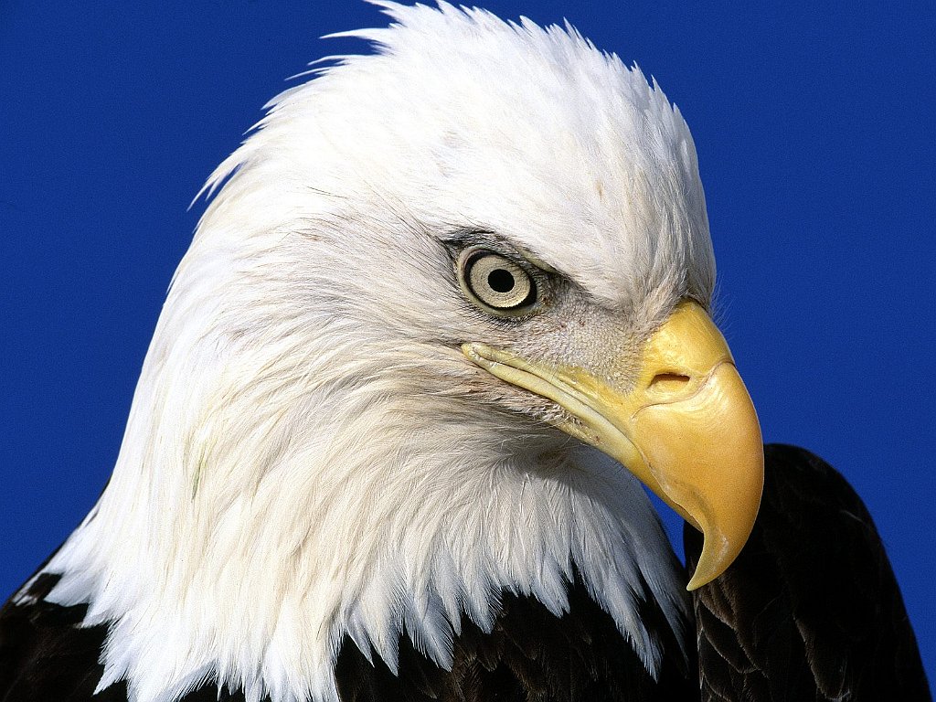 Noble Lead, Bald Eagle